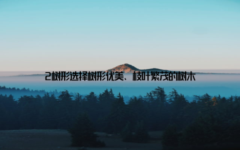 2树形选择树形优美、枝叶繁茂的树木