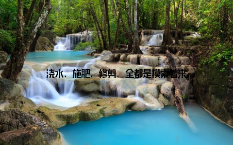 浇水、施肥、修剪, 全都是摸索着来