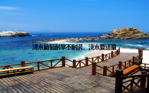 浇水葡萄耐旱不耐涝, 浇水要适量