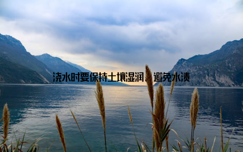 浇水时要保持土壤湿润, 避免水渍