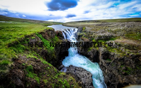 接下来, 我将石榴苗移植到了新土中