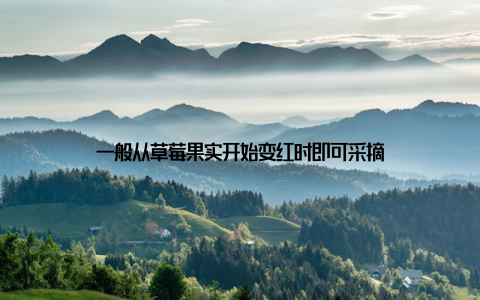 一般从草莓果实开始变红时即可采摘