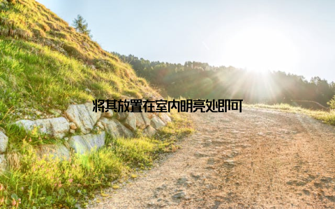 将其放置在室内明亮处即可