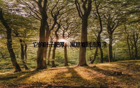 它的叶子肥厚, 寓意着财源滚滚