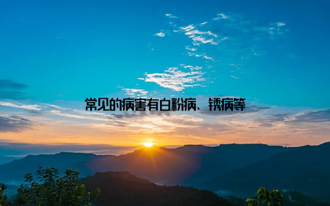 常见的病害有白粉病、锈病等