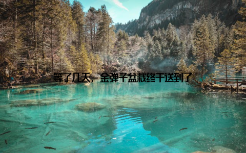 等了几天, 金弹子盆栽终于送到了