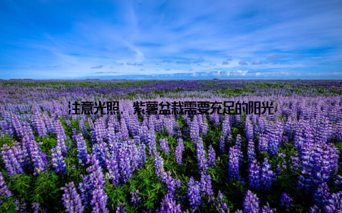 注意光照, 紫薯盆栽需要充足的阳光