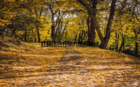 红梅适合在南方地区种植