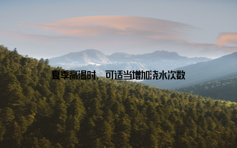 夏季高温时, 可适当增加浇水次数