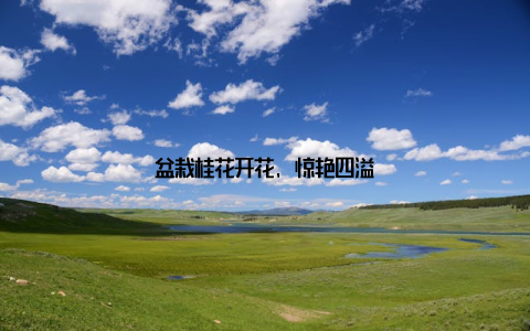 盆栽桂花开花, 惊艳四溢