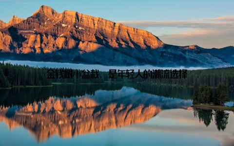 金钱树小盆栽, 是年轻人的潮流选择