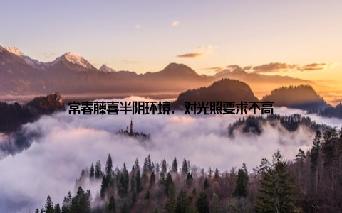 常春藤喜半阴环境, 对光照要求不高