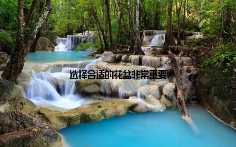 选择合适的花盆非常重要