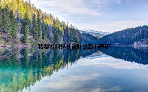 我要说的是孔雀叶盆栽的养护