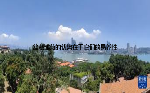 盆栽雏菊的优势在于它们的易养性