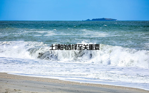 土壤的选择至关重要