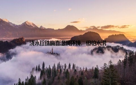 浇水珍珠梅喜湿润环境, 但怕水涝