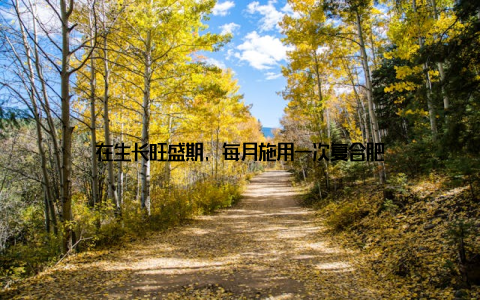 在生长旺盛期, 每月施用一次复合肥