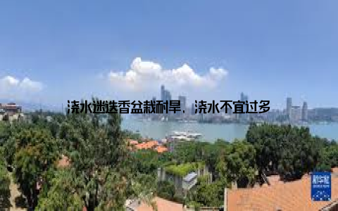 浇水迷迭香盆栽耐旱, 浇水不宜过多
