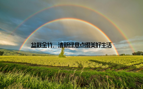 盆栽金竹, 清新绿意点缀美好生活