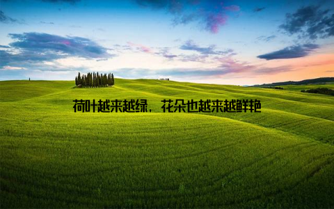 荷叶越来越绿, 花朵也越来越鲜艳