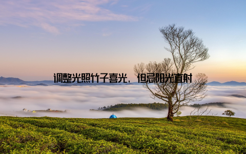 调整光照竹子喜光, 但忌阳光直射