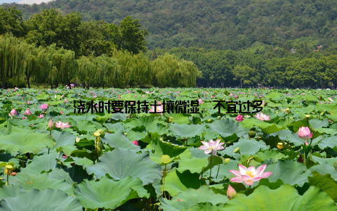 浇水时要保持土壤微湿, 不宜过多