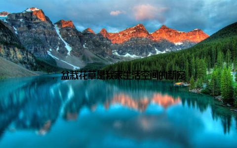 , 盆栽花草是我家生活空间的新宠