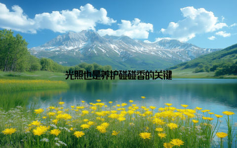 光照也是养护碰碰香的关键