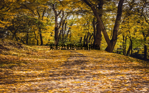 紫杉盆栽的颜值担当