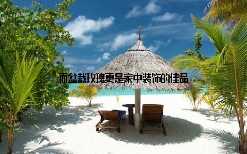 而盆栽玫瑰更是家中装饰的佳品