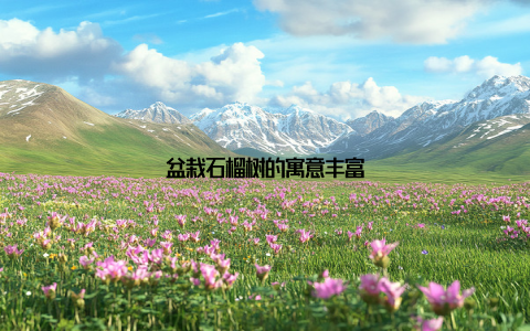 盆栽石榴树的寓意丰富