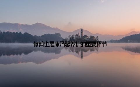 修剪也是康乃馨养护的重要环节