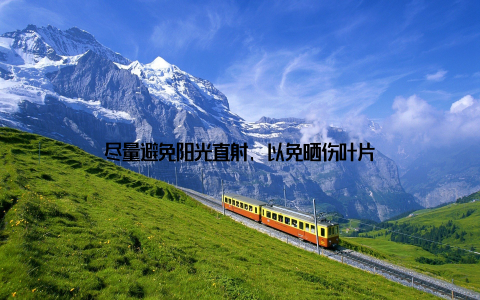 尽量避免阳光直射, 以免晒伤叶片