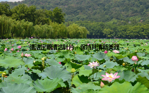 清洁定期清洁叶片, 保持其清新美观