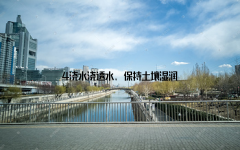 4浇水浇透水, 保持土壤湿润