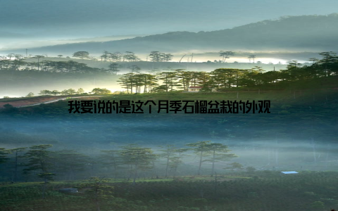 我要说的是这个月季石榴盆栽的外观