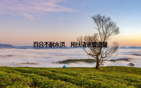 百合不耐水涝, 所以浇水要适量