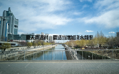 夏天高温时, 要适当增加浇水频率