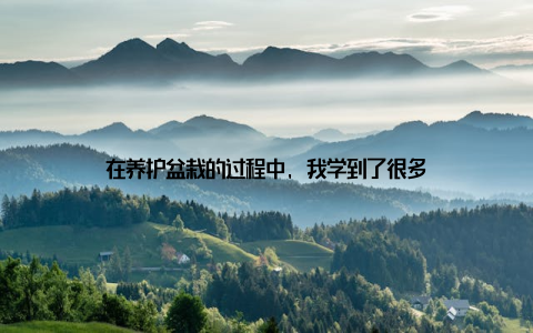 在养护盆栽的过程中, 我学到了很多