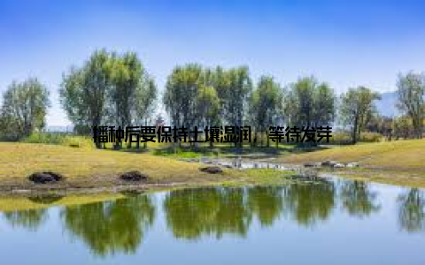 播种后要保持土壤湿润, 等待发芽