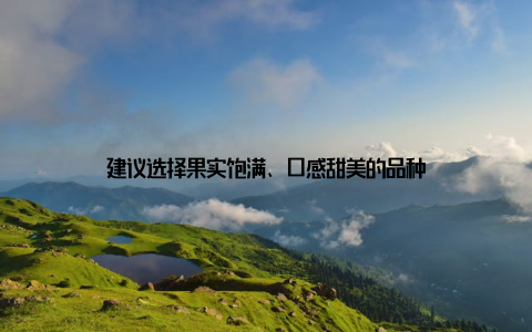 建议选择果实饱满、口感甜美的品种