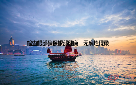 检查根部确保根部健康, 无腐烂现象