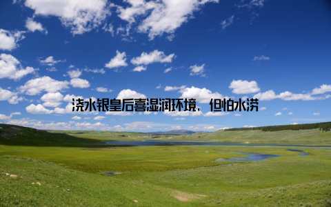 浇水银皇后喜湿润环境, 但怕水涝