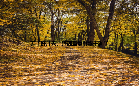 等了好几天, 还魂草盆栽终于到了