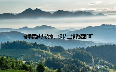 冬季要减少浇水, 保持土壤微湿即可