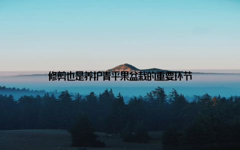 修剪也是养护青平果盆栽的重要环节