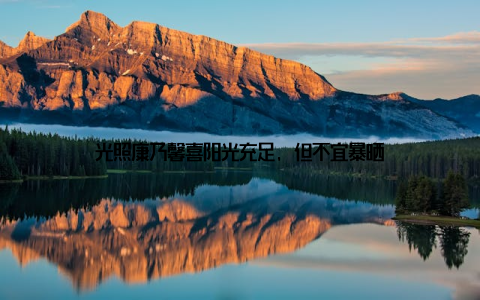 光照康乃馨喜阳光充足, 但不宜暴晒