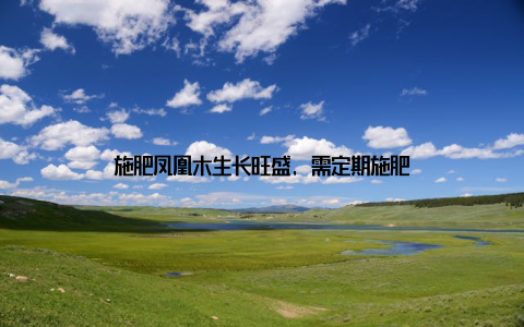 施肥凤凰木生长旺盛, 需定期施肥