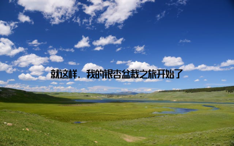 就这样, 我的银杏盆栽之旅开始了